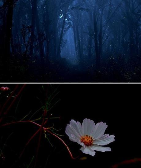 Laissez-moi vous raconter l’histoire de Night on the Island, le châle fleur-de-la-nuit-nocturne-blanche-nuit-noire-foret-nocturne