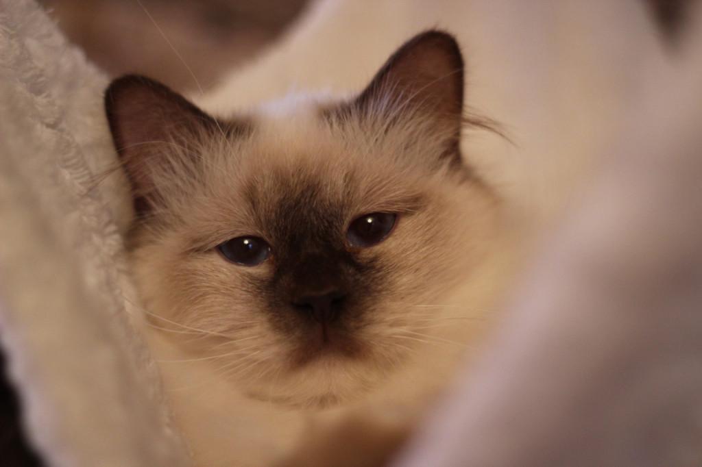 birman