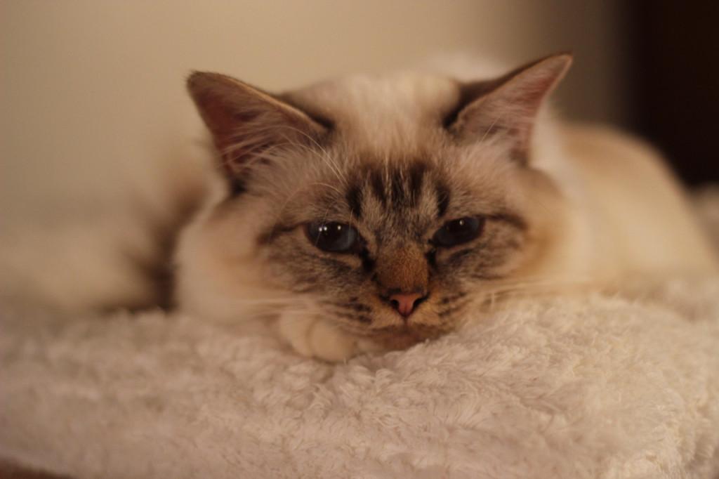 birman