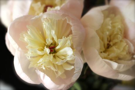 pivoines