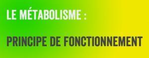 Le Métabolisme