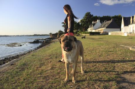 helios cane corso blog chien mode lifestyle