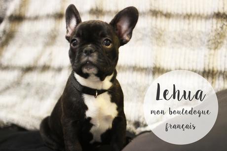 lehua chien bouledogue français aklanoa blogeuse