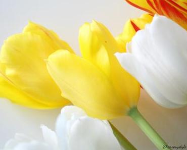 LE RETOUR DES TULIPES