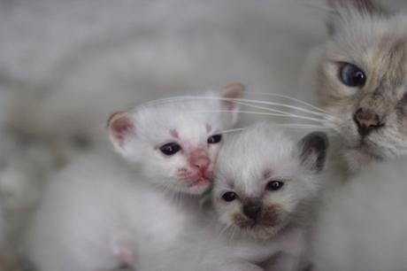 birman-cats
