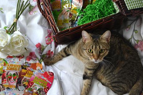 Chat à coter des masques Montagne Jeunesse