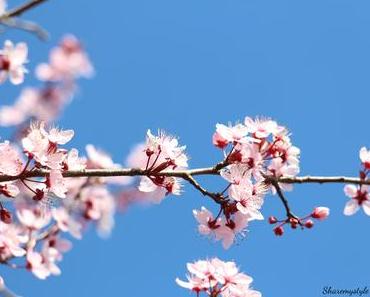CHERRY BLOSSOM