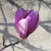 Le magnolia fleurit