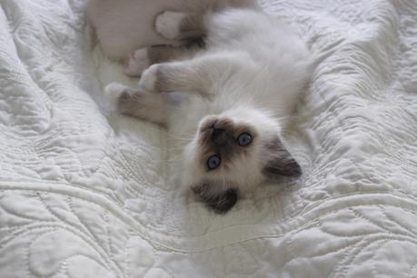 chaton-birman