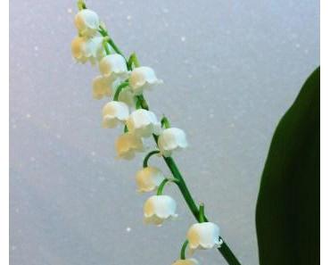 Voilà, mai c’est fait !