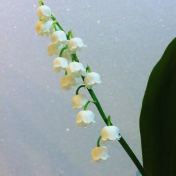 Muguet du premier mai