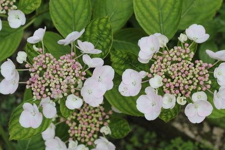 fleurs