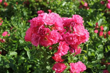 fleurs-fuchsia