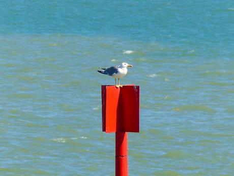 Une balade à Talmont-sur-Gironde (17)