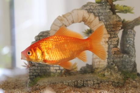 poisson-rouge