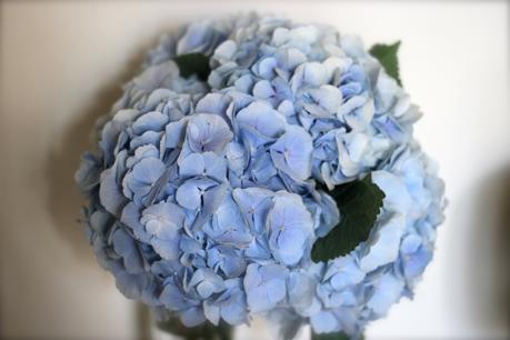 hortensia