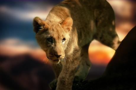 lion-cub-580906_960_720
