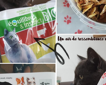 Chat déménage