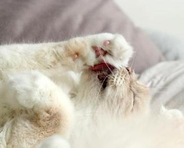Détails du dimanche
