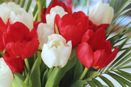 tulipes-rouges-blanches