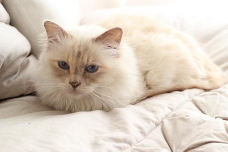 sacre-de-birmanie-lilac-tortie