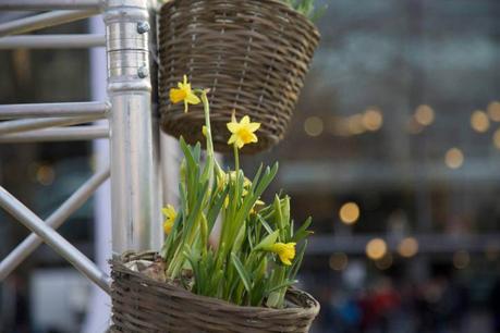 FAITES UN DON : Une Jonquille Pour Curie
