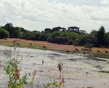 LETTRE DU SRI LANKA 2017: SAFARI À ARUGAM BAY