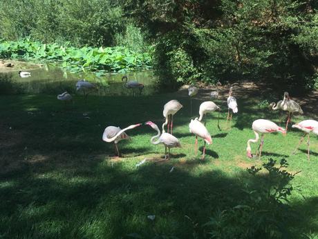 flamingo blotanic garden branféré