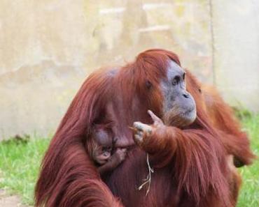 Balade au Zoo de la Boissière du Doré