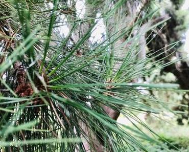 (Découvertes) A l’Arboretum de Chèvreloup, l’appel des arbres